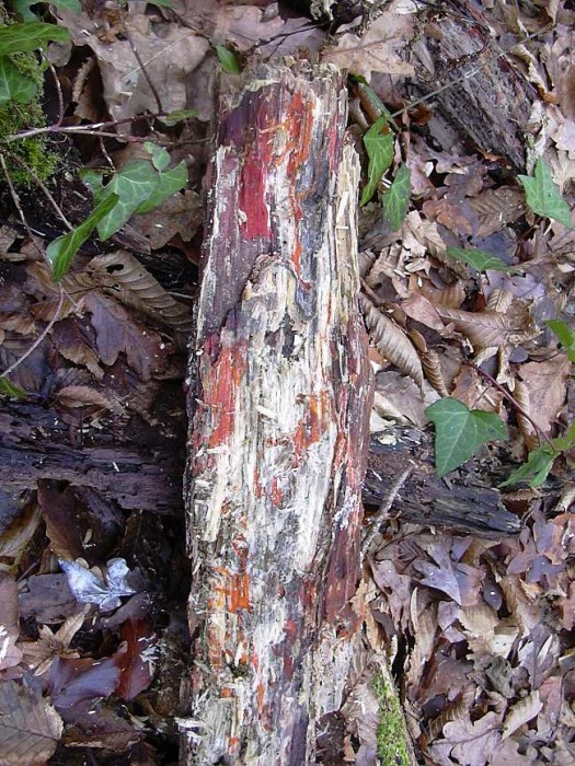 croute_9554_branche.JPG