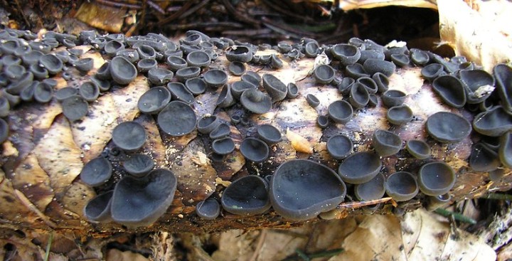 Rutstroemia_bulgarioides_20_mars_2005_Saleve.jpg