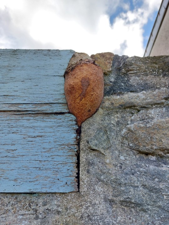 Roscoff (29, France), 2026.02.28, Exposition plein Est, env. 15 à 20 cm de haut et 10 cm de large.