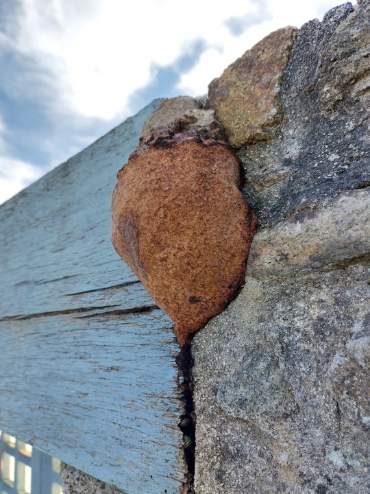 Roscoff (29, France), 2026.02.28, Exposition plein Est, env. 15 à 20 cm de haut et 10 cm de large.