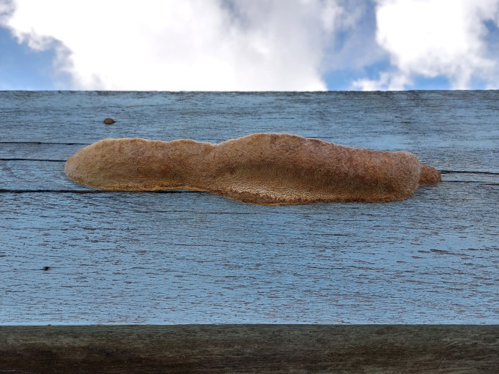 Roscoff (29, France), 2026.02.28, Exposition plein Est, env. 5 à 10 cm de haut et 30 à 40 cm de large.