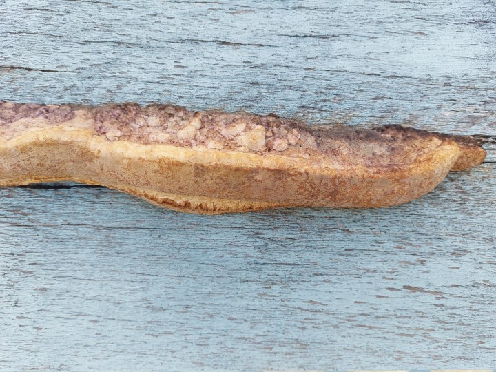 Roscoff (29, France), 2026.02.28, Exposition plein Est, env. 5 à 10 cm de haut et 30 à 40 cm de large.