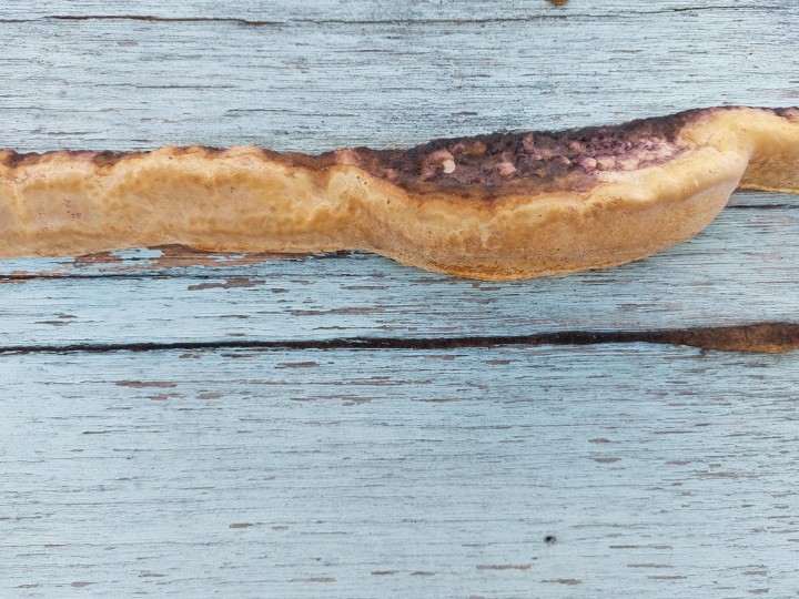 Roscoff (29, France), 2026.02.28, Exposition plein Est, env. 5 à 10 cm de haut et plus de 100 cm de large. Détail.