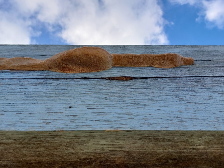 Roscoff (29, France), 2026.02.28, Exposition plein Est, env. 5 à 10 cm de haut et plus de 100 cm de large. Détail.