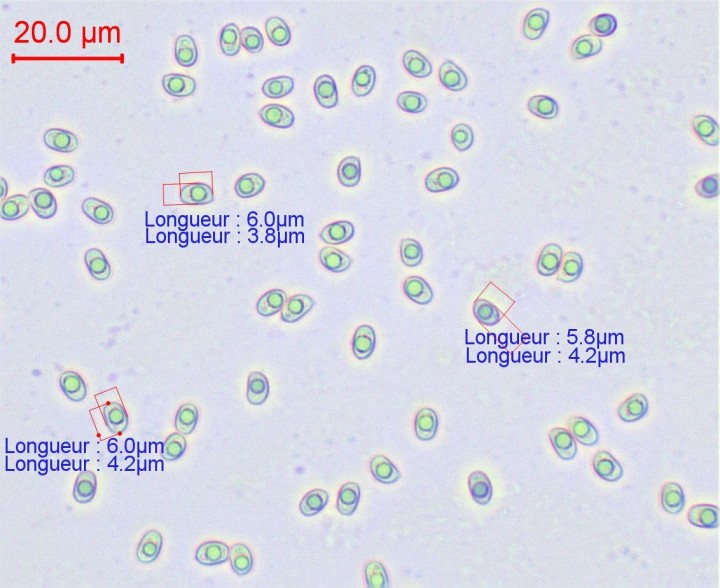 spores