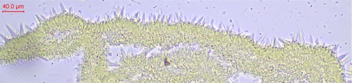 cl-002.jpg