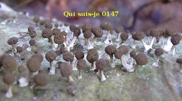 qui_suis_je0147.JPG