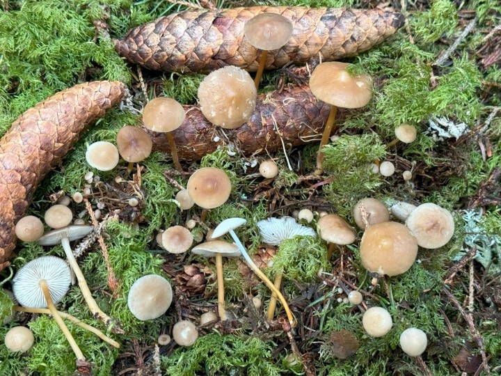 strobilurus esculentus.jpg