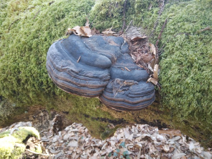 fomes.fomentarius4.jpg