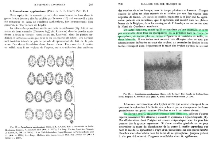 ganoderma applanatum Steyaert.jpg