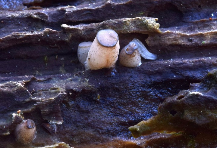 DSC_0678 - Copie.JPG