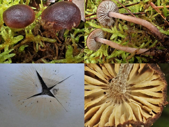 Collage.jpg