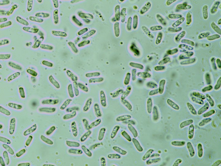 7-9 x  2-3µ.jpg
