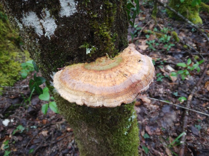 daedaleopsis.confragosa1.jpg