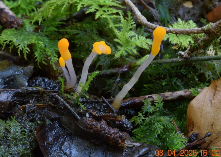 DSC_0682.JPG