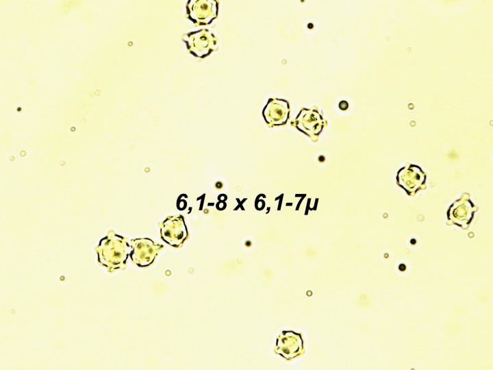 Mycenella bryophila spores.jpg