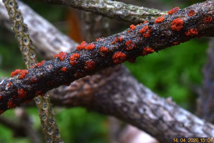 DSC_0696 - Copie.JPG