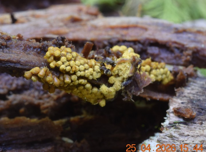Oligonema sp.DSC_0724.JPG