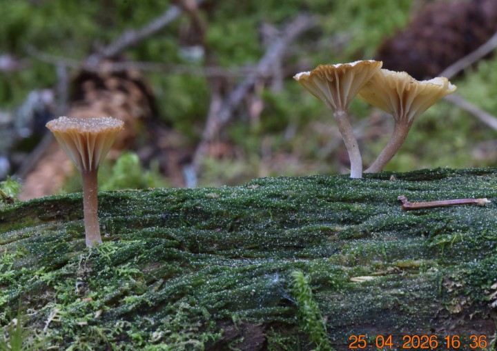 DSC_0728.JPG