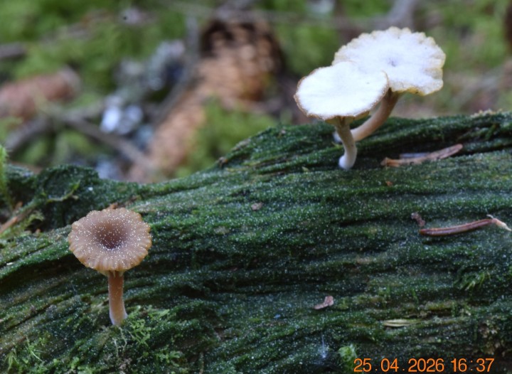DSC_0729.JPG