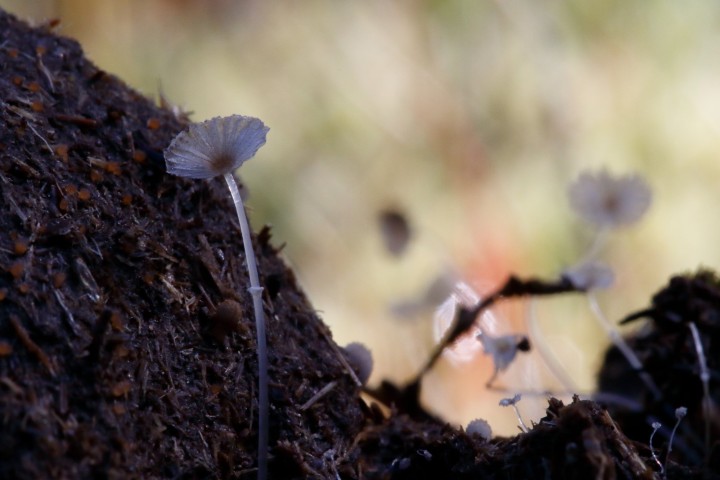 4X6A9128.JPG