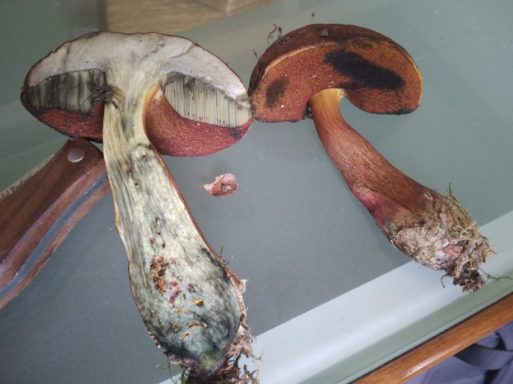 neoboletus.erythropus2.jpg