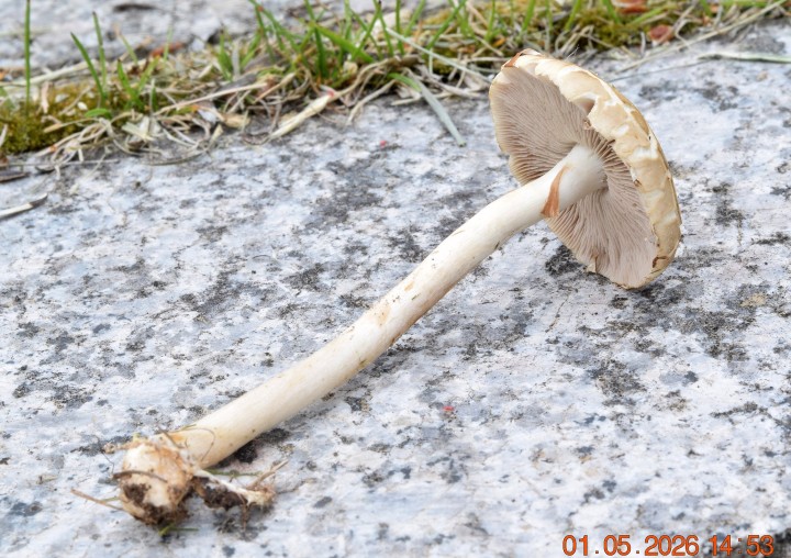 DSC_0762.JPG