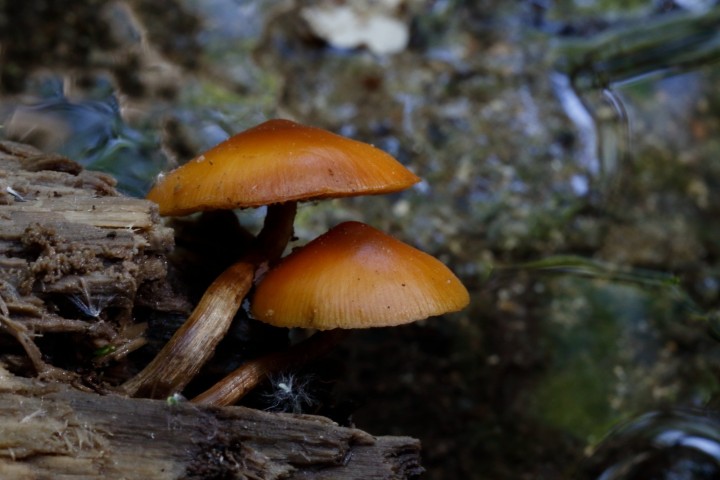 4X6A9160.JPG