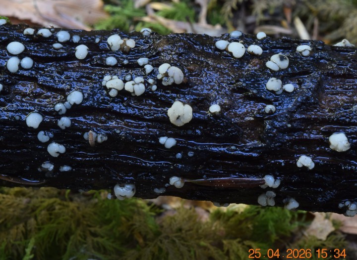 DSC_0720.JPG