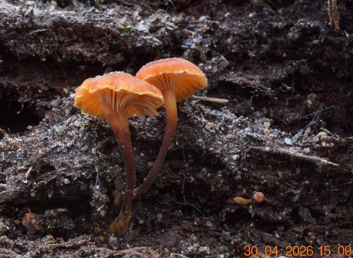 DSC_0752.JPG