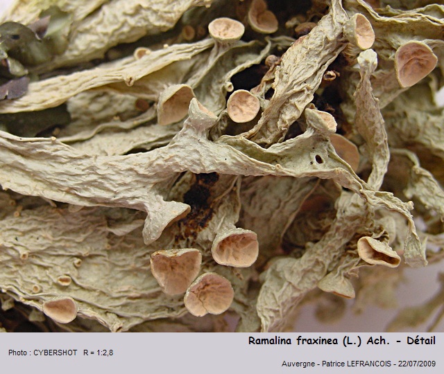 ramalina_fraxinea2.jpg
