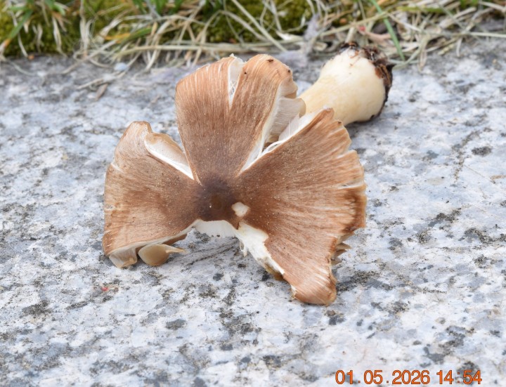 DSC_0764.JPG
