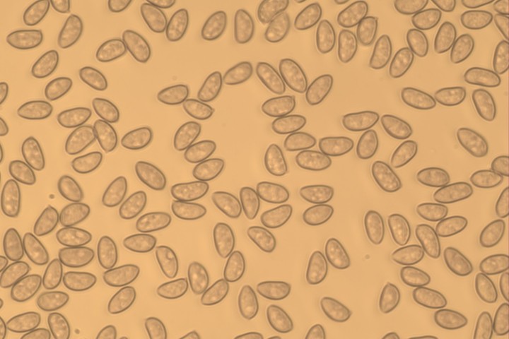 inocybe spores  Mt Courant 2025-005.jpg