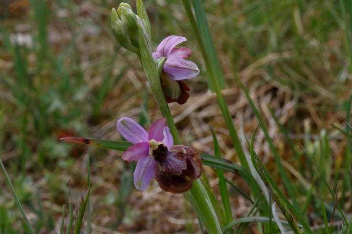 4X6A9257.JPG