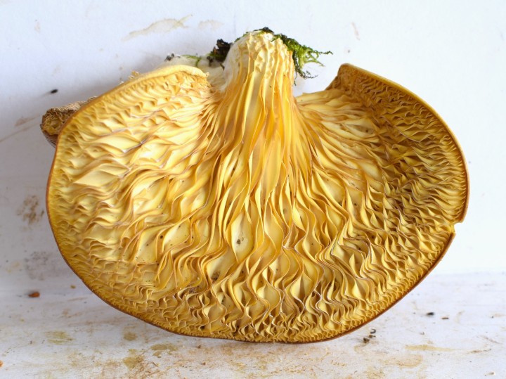 Pleurotus pulmonarius.JPG