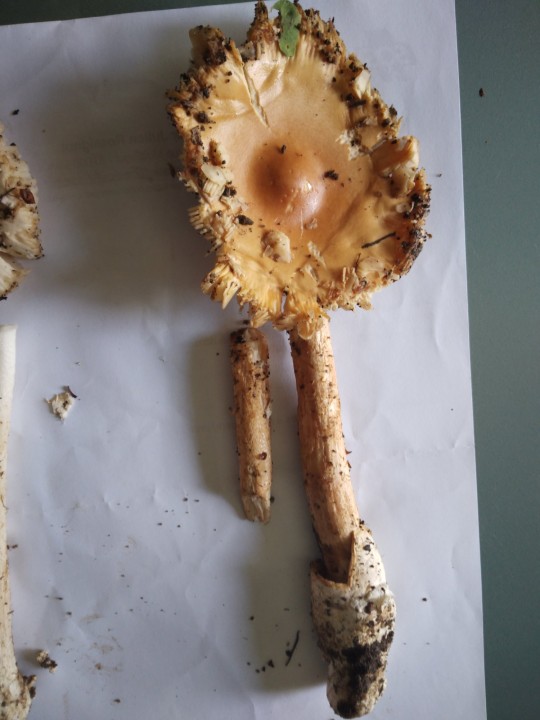 amanita.fulva3.jpg