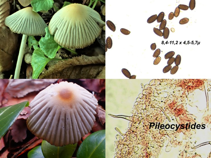 coprinellus impatiens.jpg