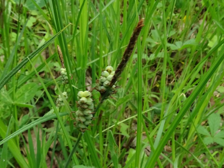 DSC07015.JPG