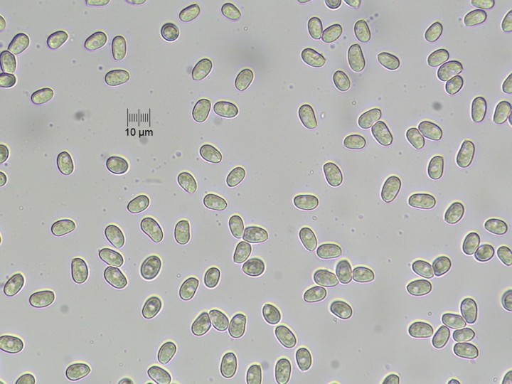spores_x400_01.jpg
