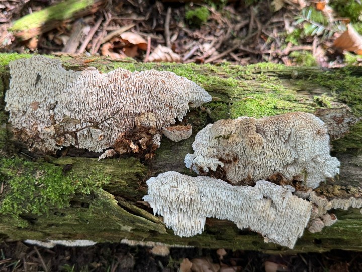 antrodia labyrinthica.jpg