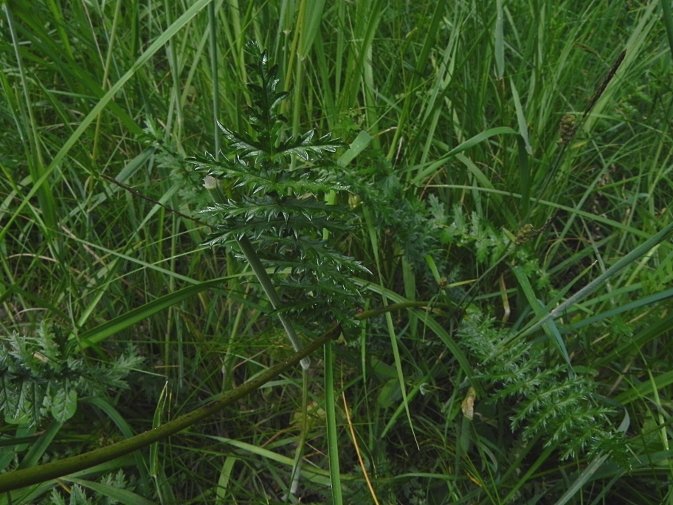 DSCN8355b.JPG