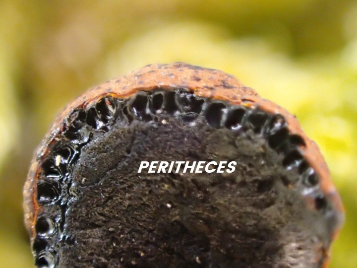 Periyhèces.jpg