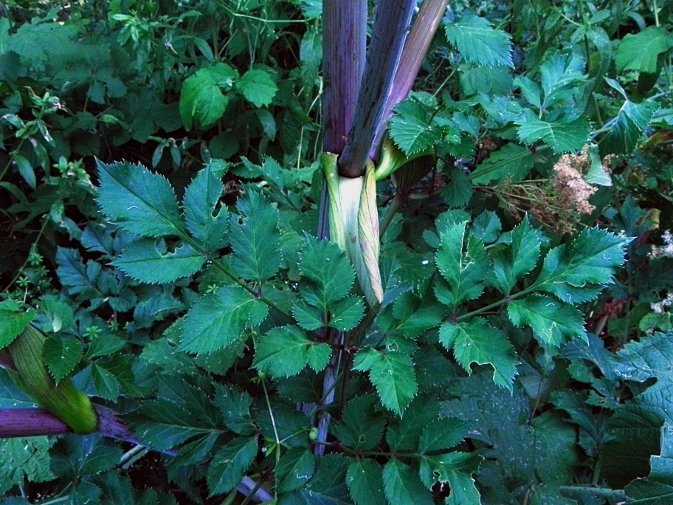 DSCN1266b.JPG