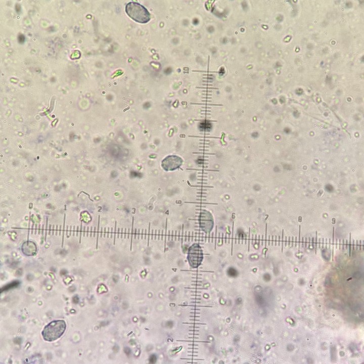 Spores.jpeg