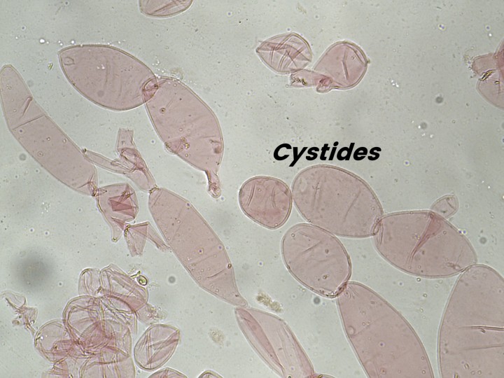 Cystides.jpg