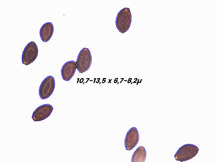 Coprinopsis lago.jpg