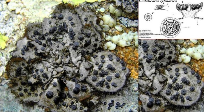 Umbilicaria cylindrica 2.jpg