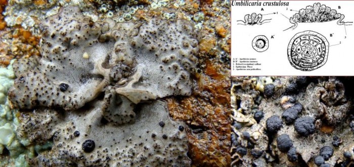 Umbilicaria crustulosa 2.jpg