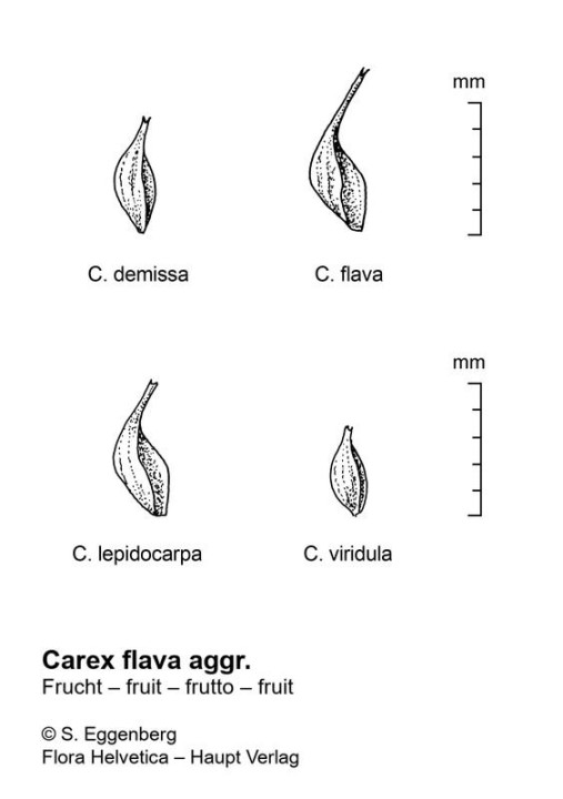 comp15_CarexFr_GrpFlava_Fr_1_ste.jpg