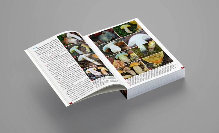 Pages d'introduction ouvertes (fond gris).jpg